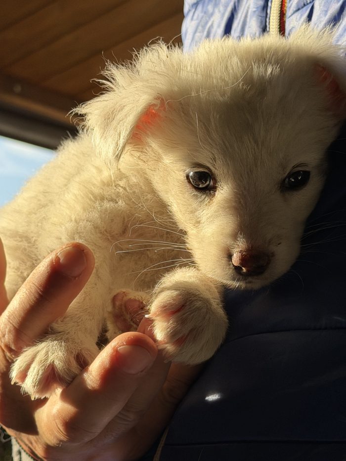 💖🐾 JESSIE splendida cucciola in adozione - media 7
