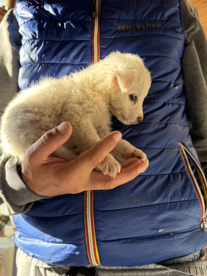 💖🐾 JESSIE splendida cucciola in adozione - media 8