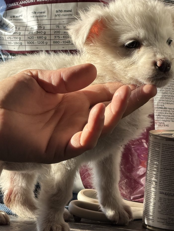 💖🐾 JESSIE splendida cucciola in adozione - media 9