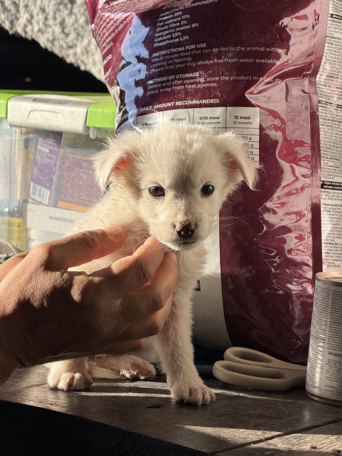 💖🐾 JESSIE splendida cucciola in adozione - media 10