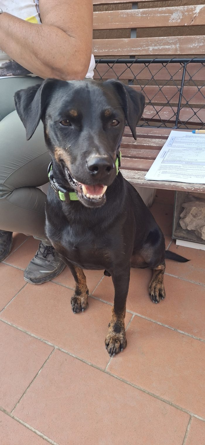 Oliver... rinuncia di proprietà