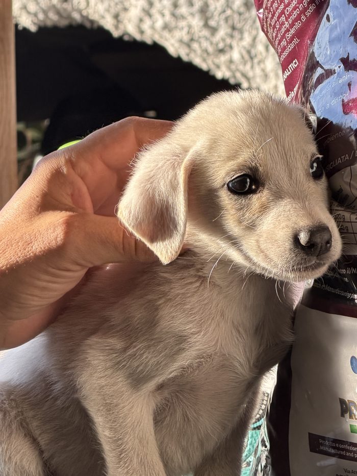 Splendi cuccioli taglia medio piccola in adozione - media 9