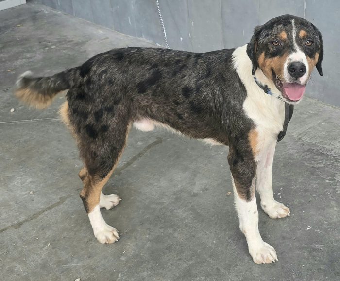 Berlioz 1 anno mix pastore australiano
