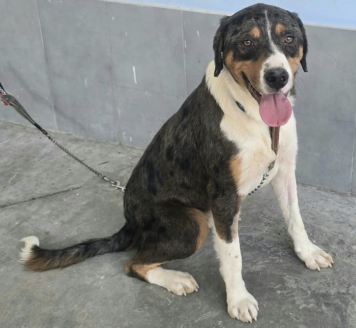 Berlioz 1 anno mix pastore australiano