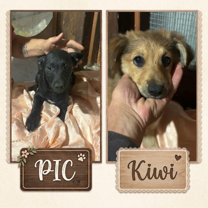 Kiwi e Pic dolci cuccioli 4 mesi cercano casa a Latina - in adozione