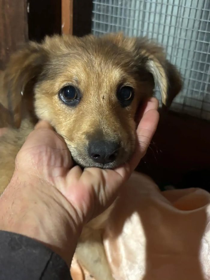 Kiwi e Pic dolci cuccioli 4 mesi cercano casa a Latina - in adozione