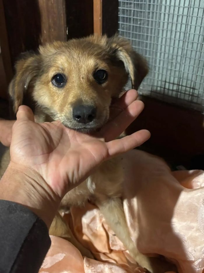 Kiwi e Pic dolci cuccioli 4 mesi cercano casa a Latina - in adozione