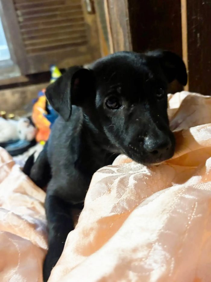 Kiwi e Pic dolci cuccioli 4 mesi cercano casa a Latina - in adozione - media 5