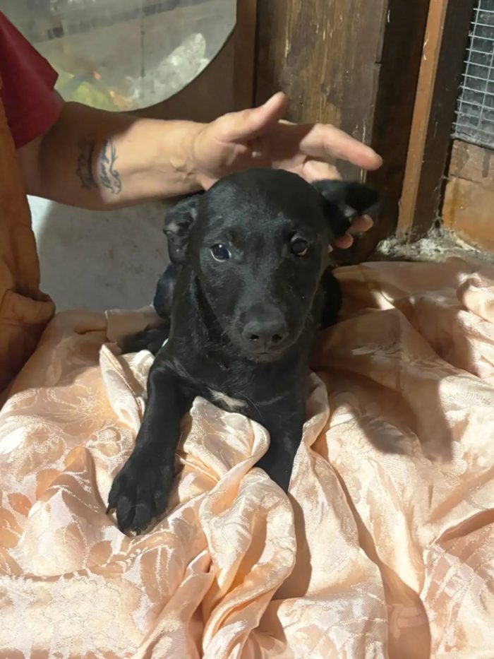 Kiwi e Pic dolci cuccioli 4 mesi cercano casa a Latina - in adozione - media 4