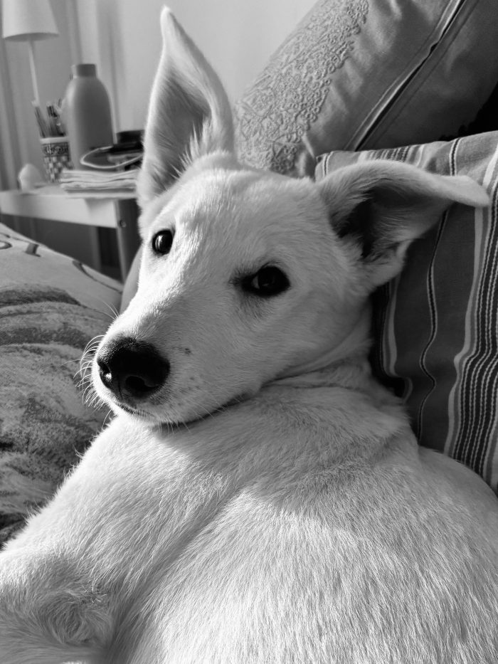 💎BEN, cucciolo del canile ora in stallo in provincia di Bologna