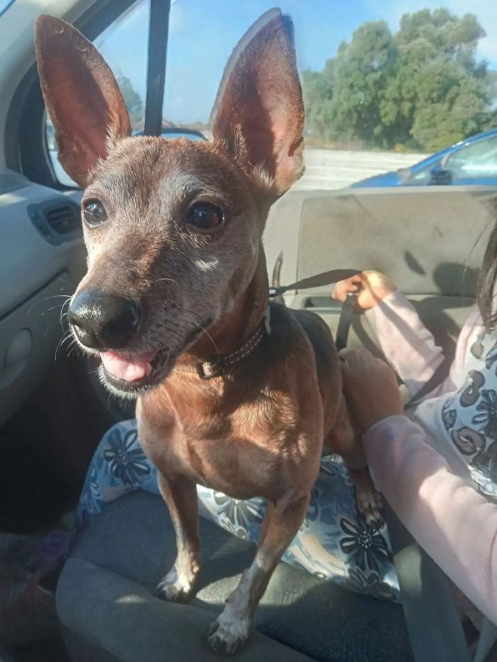 Billo simil pinscher cerca casa - in adozione