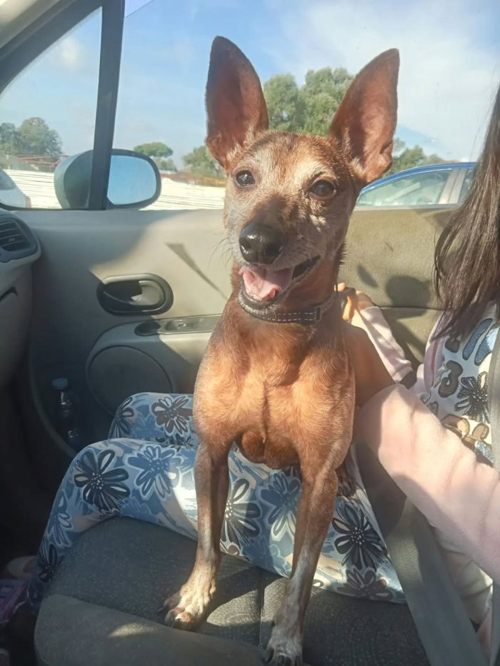 Billo simil pinscher cerca casa - in adozione