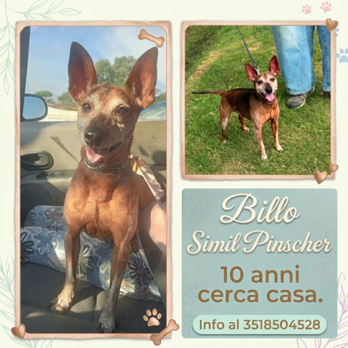 Billo simil pinscher cerca casa - in adozione