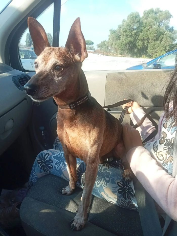 Billo simil pinscher cerca casa - in adozione - media 5