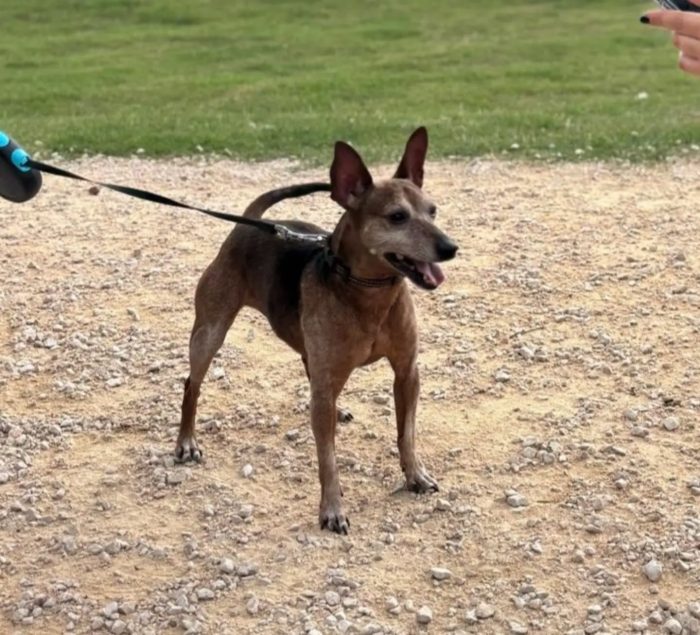 Billo simil pinscher cerca casa - in adozione - media 6