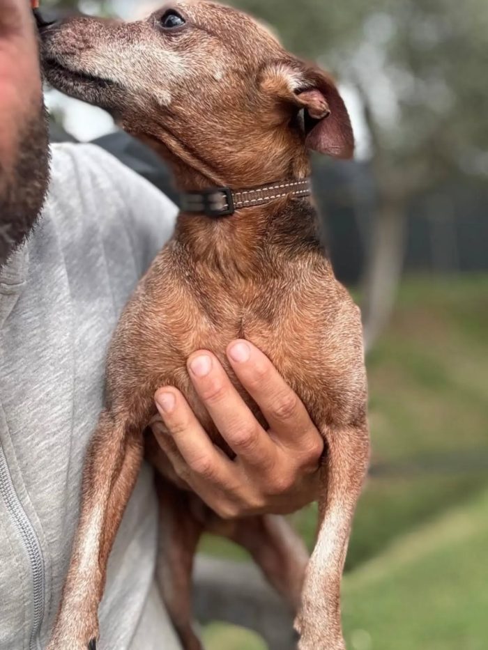 Billo simil pinscher cerca casa - in adozione - media 4