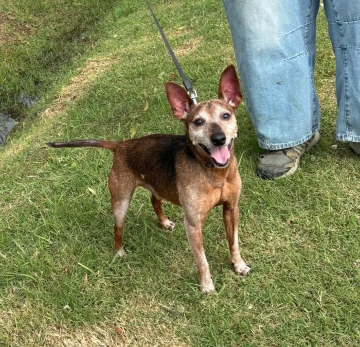 Billo simil pinscher cerca casa - in adozione - media 7