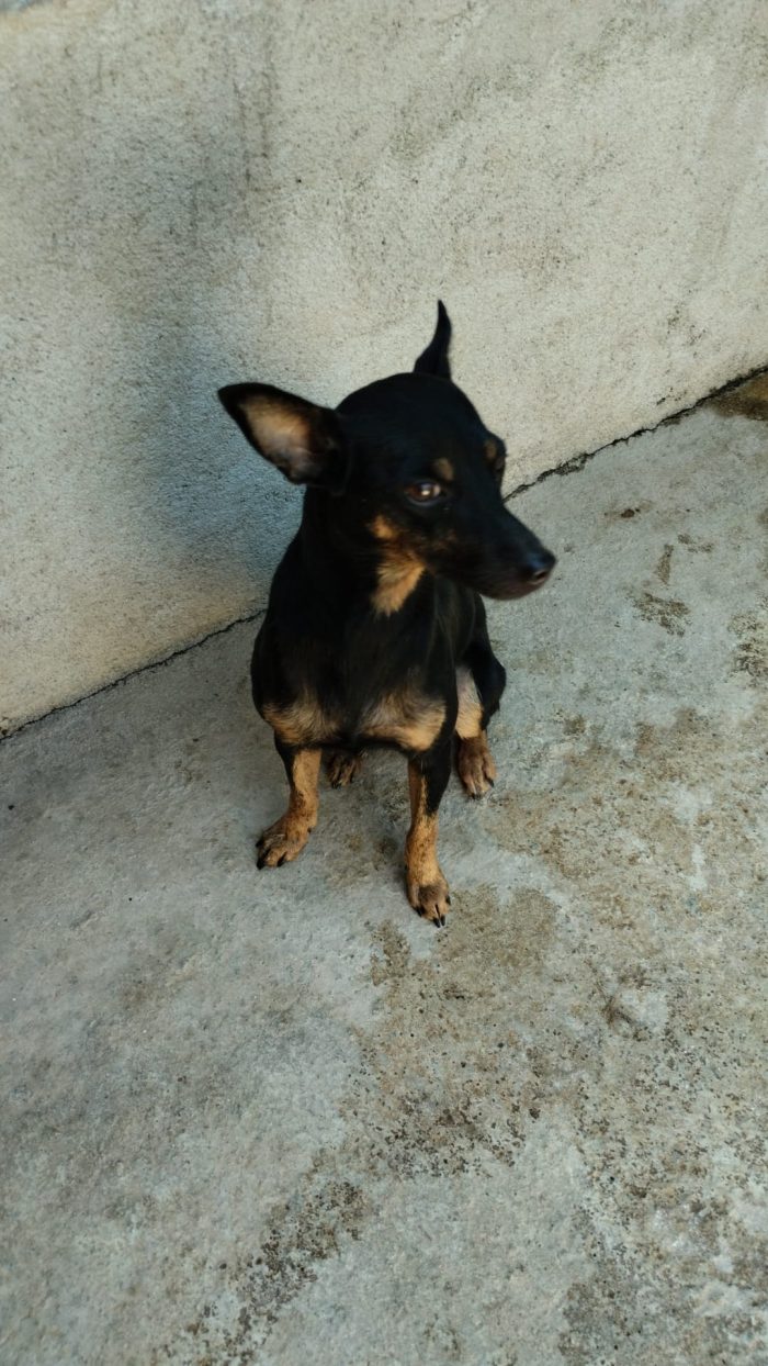 🌸PICCOLA PIPPA CERCA CASA PER SEMPRE 🏠 - media 4