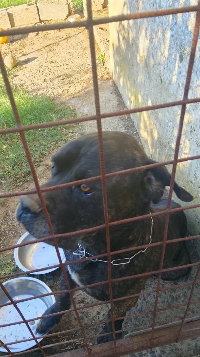 CORSO ANZIANO, RISCHIA IL CANILE!!! 🚨🚨 HARON, SPLENDIDO CANE