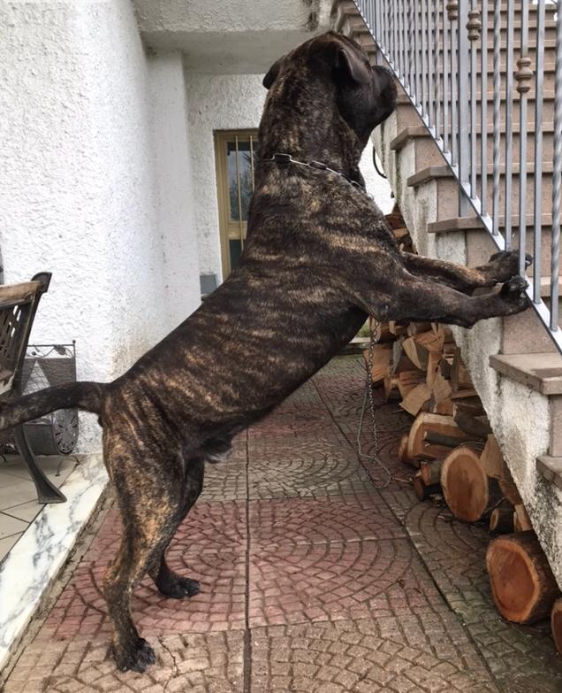 CORSO ANZIANO, RISCHIA IL CANILE!!! 🚨🚨 HARON, SPLENDIDO CANE