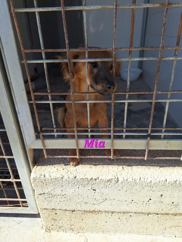 Mia dolce e vivace cucciola taglia piccola in adozione