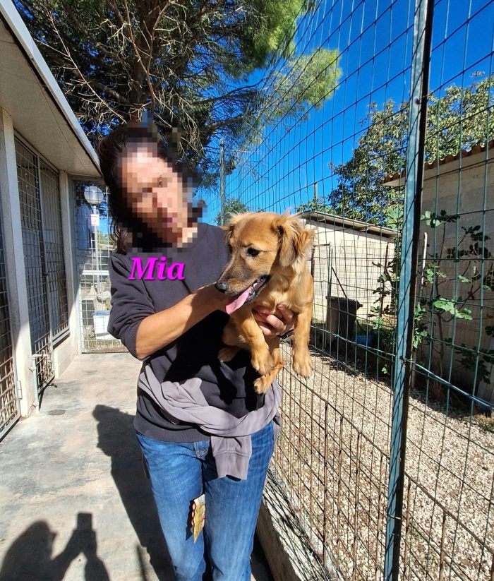 Mia dolce e vivace cucciola taglia piccola in adozione