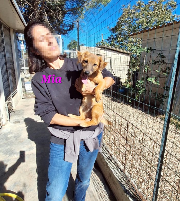 Mia dolce e vivace cucciola taglia piccola in adozione