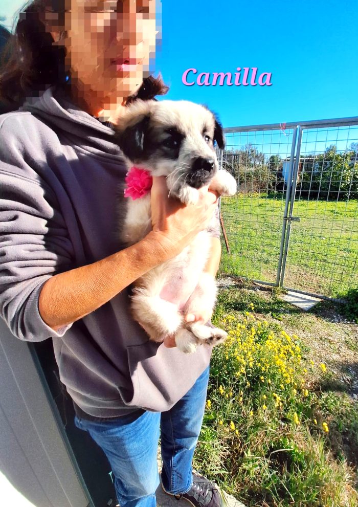 Camilla cucciola adorabile in adozione