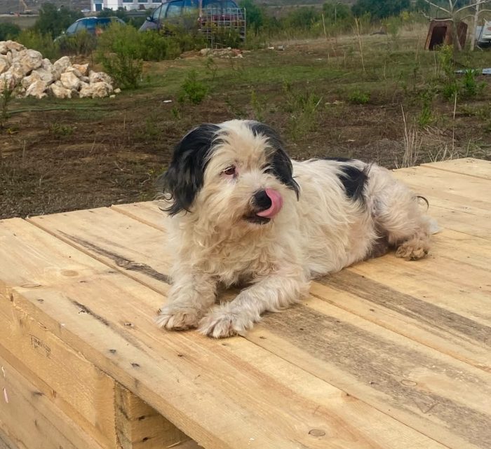 Tea, simil shitzu di 7 anni, taglia medio piccola