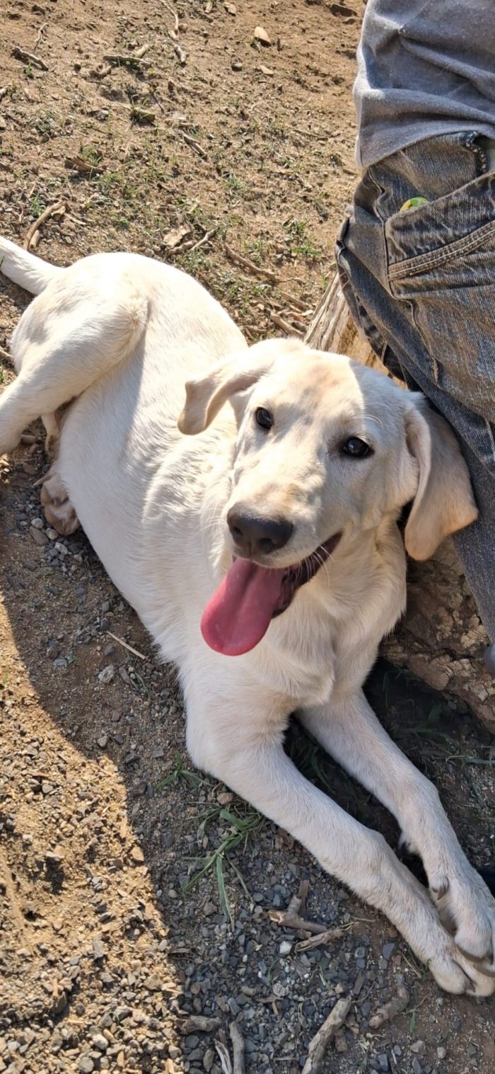 Thor, 5 mesi, simil labrador dolcissimo