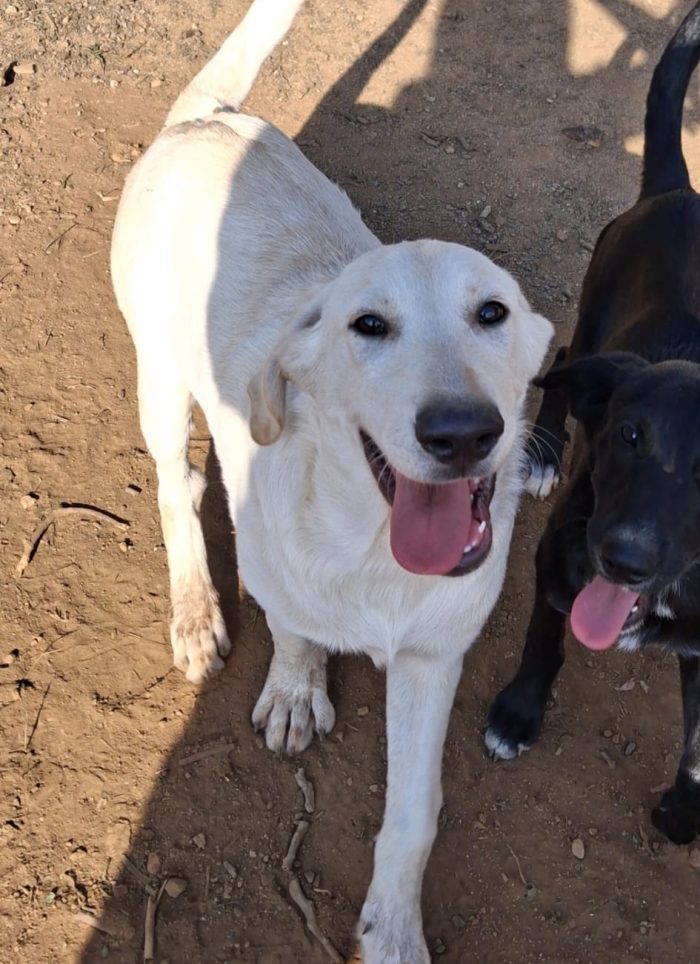 Thor, 5 mesi, simil labrador dolcissimo