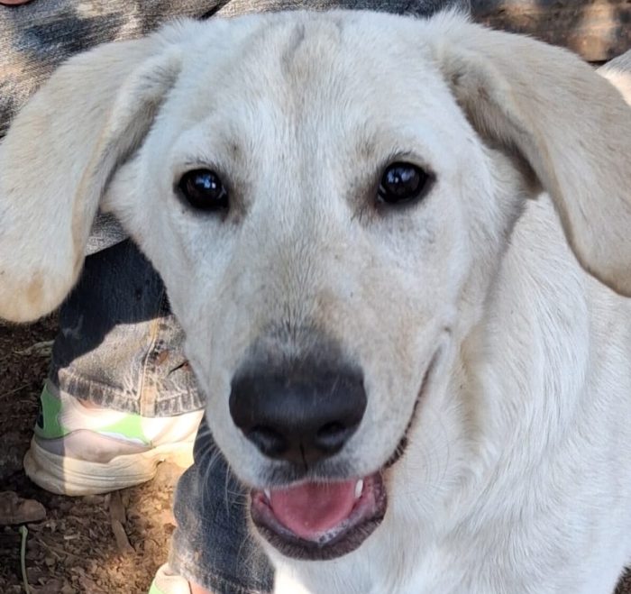 Thor, 6 mesi, simil labrador dolcissimo - media 4