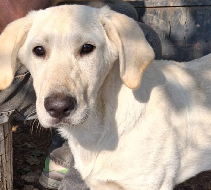 Thor, 5 mesi, simil labrador dolcissimo