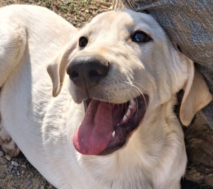 Thor, 6 mesi, simil labrador dolcissimo - media 5