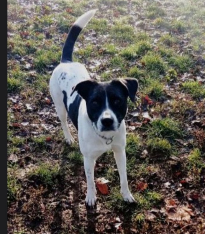 Polka 5/6anni kg23/25 salvata 3anni fa MILANO