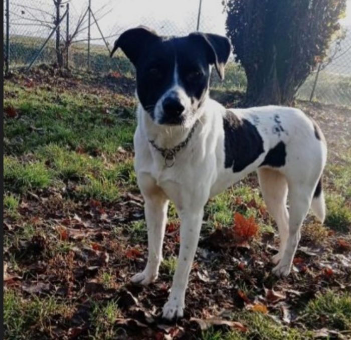 Polka 5/6anni kg23/25 salvata 3anni fa MILANO