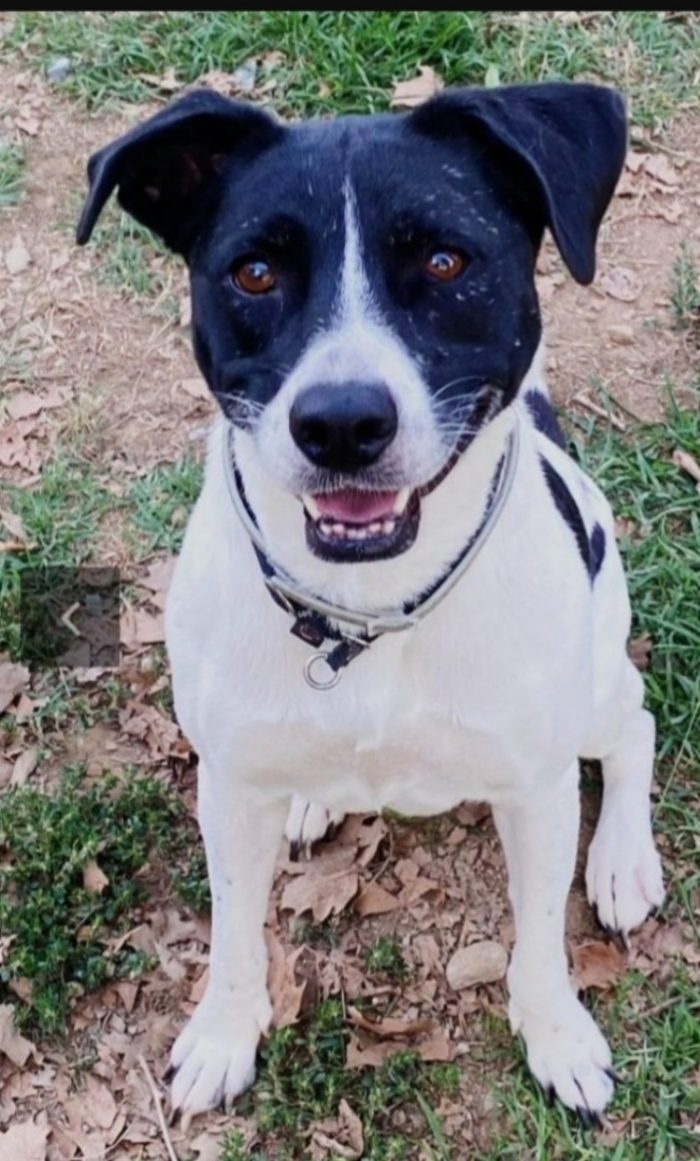 Polka 5/6anni kg23/25 salvata 3anni fa MILANO