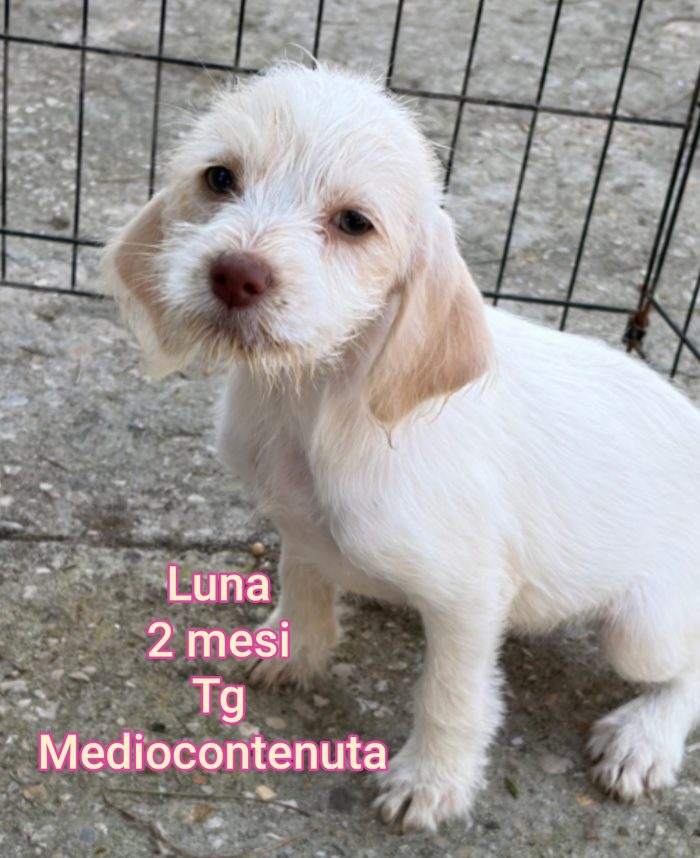 Bellissimi cuccioli adozioni