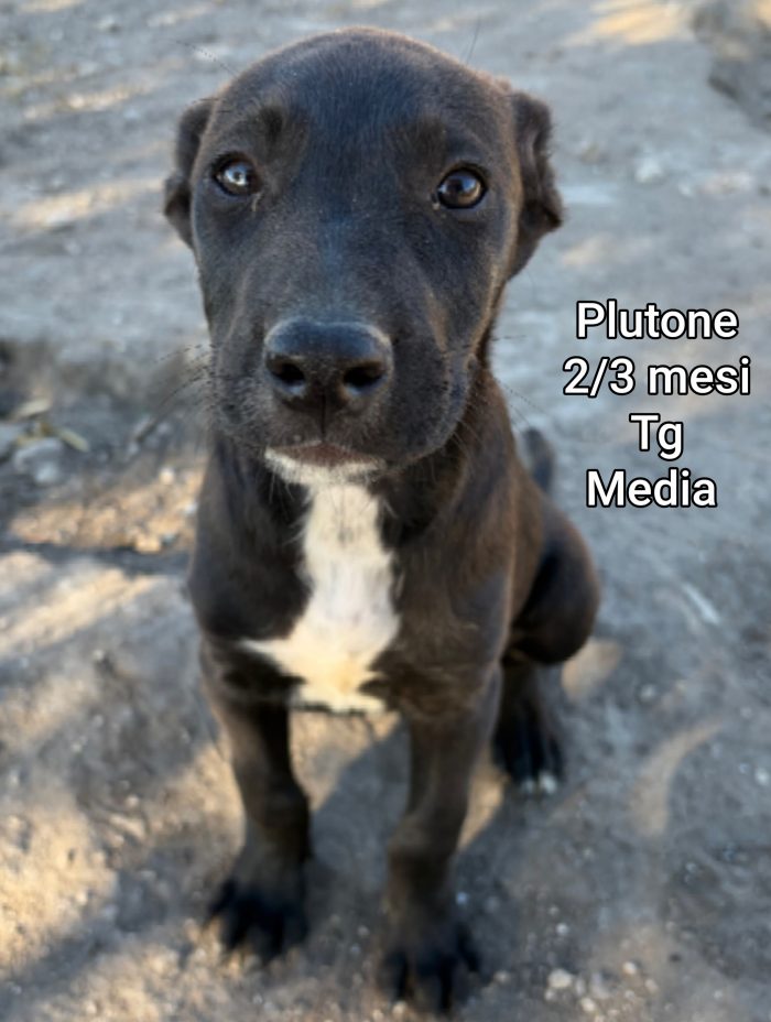 Bellissimi cuccioli adozioni