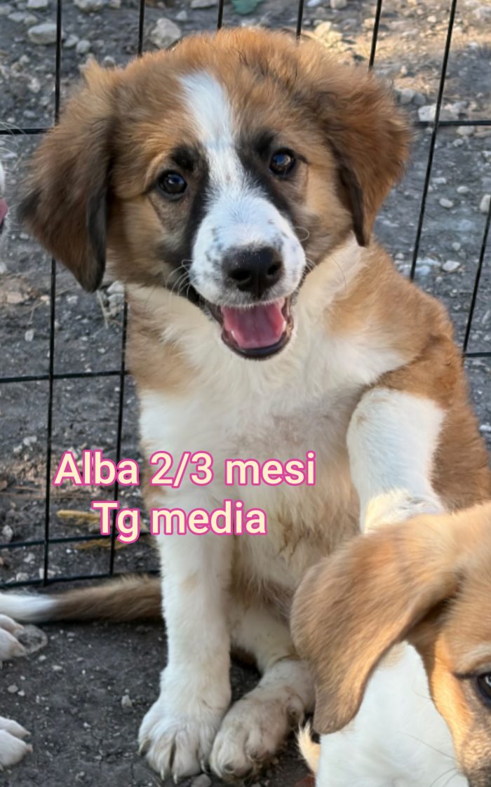 Bellissimi cuccioli adozioni - media 4
