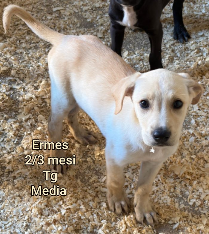 Bellissimi cuccioli adozioni - media 5