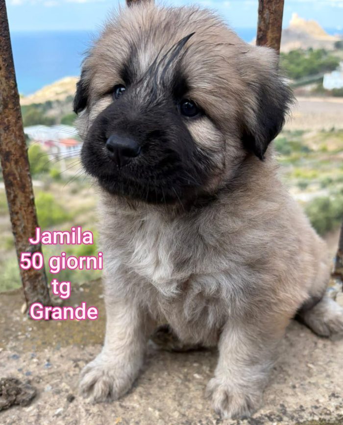 Bellissimi cuccioli adozioni - media 6