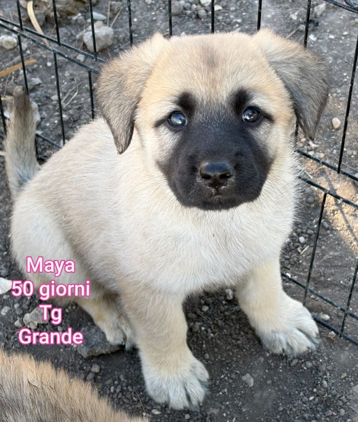 Bellissimi cuccioli adozioni - media 7