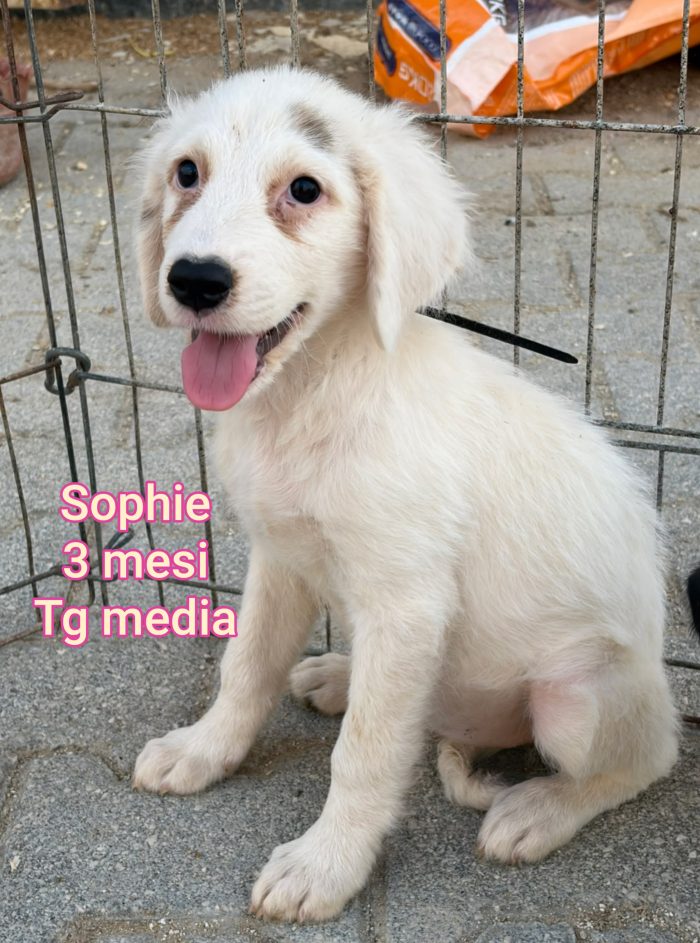 Bellissimi cuccioli adozioni - media 10