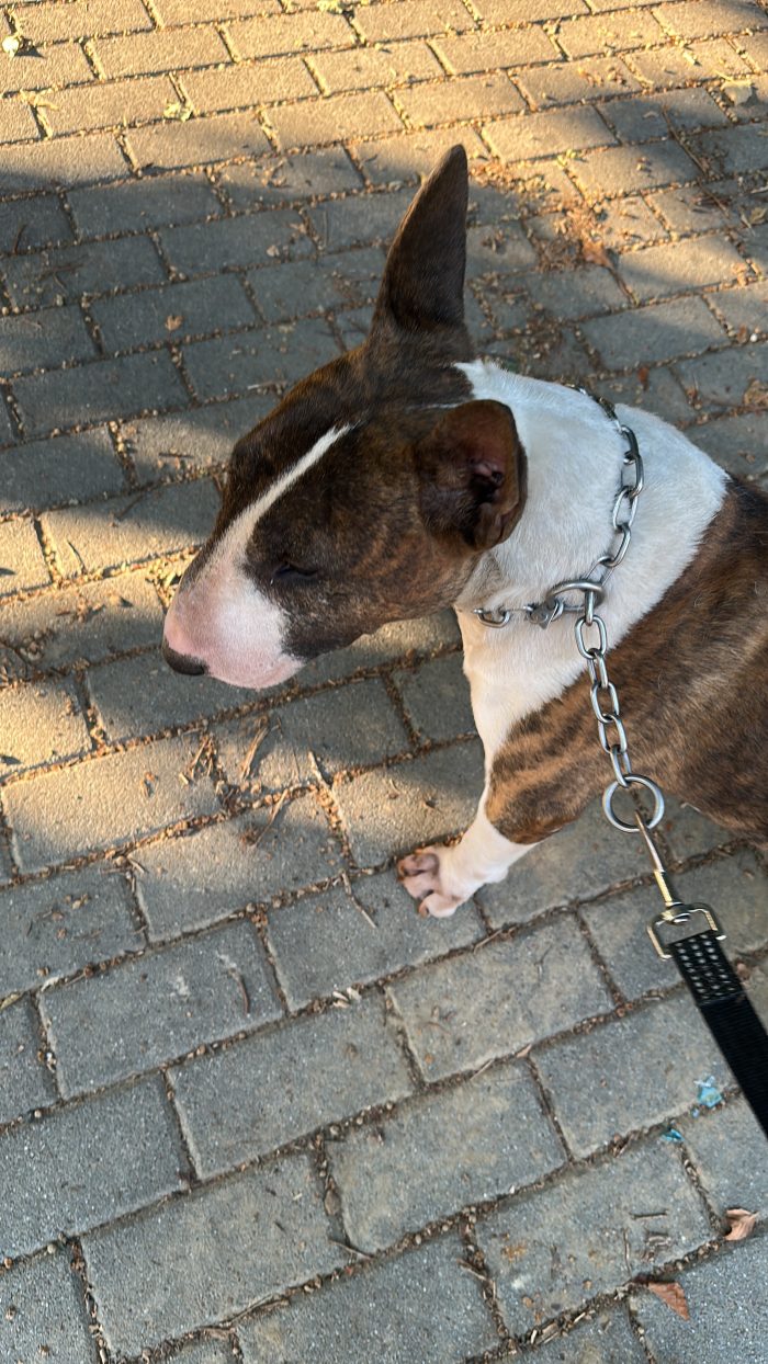 Thanos ❤️ Bull Terrier di 7 anni cerca una famiglia speciale