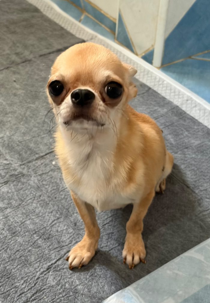 5 anni. Chihuahua adozione - media 5