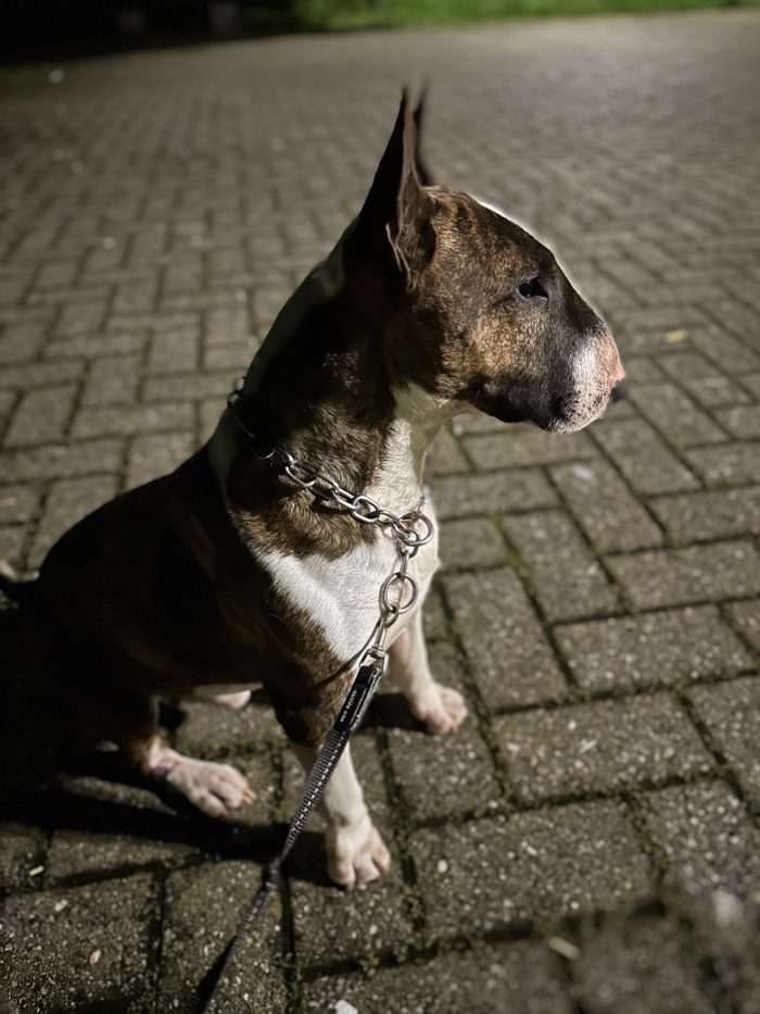 Thanos ❤️ Bull Terrier di 7 anni cerca una famiglia speciale