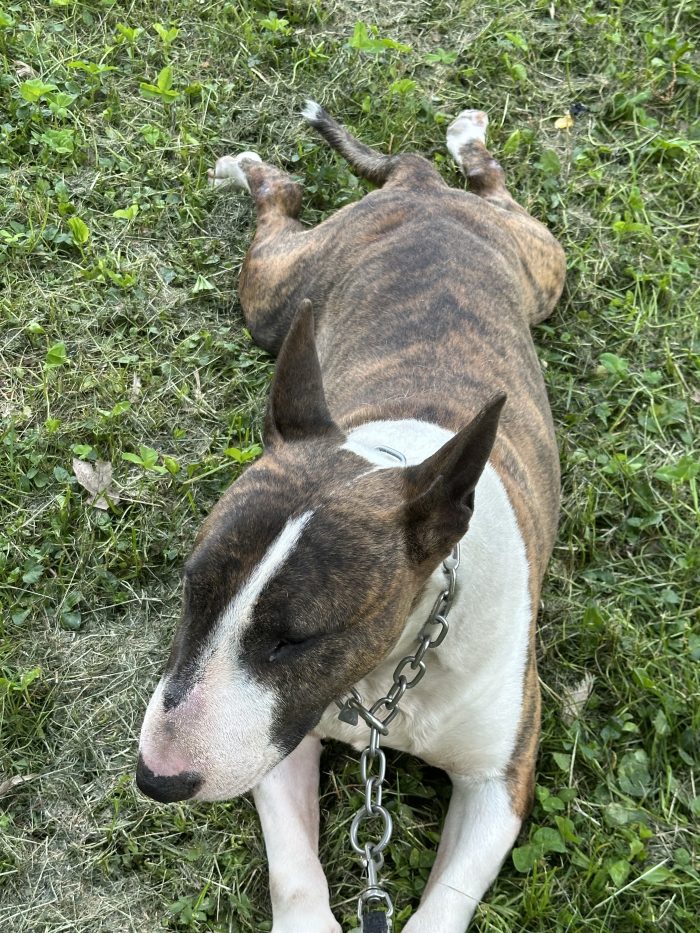 Thanos ❤️ Bull Terrier di 7 anni cerca una famiglia speciale