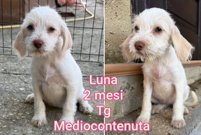 Cuccioli esclusi da tutti
