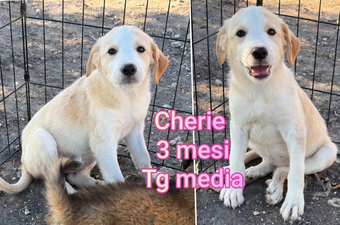 Cuccioli esclusi da tutti - media 4